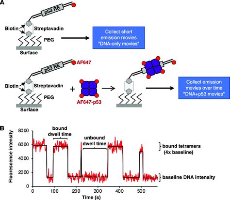 A Single Molecule Fluorescence Assay To Study Dynamic Dna Binding By