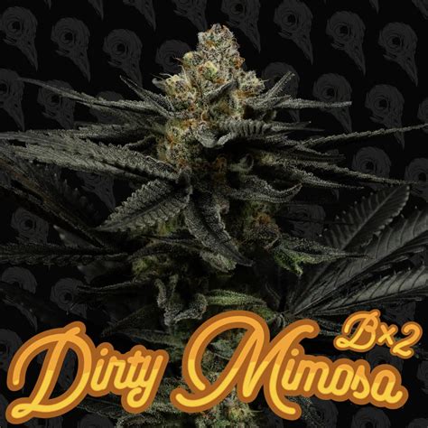 can bird dirty cheap 7