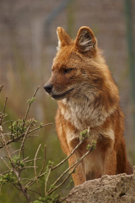 Dhôle De Chine Cuon Alpinus Lepturus Chinese Dhole Kiang Flickr