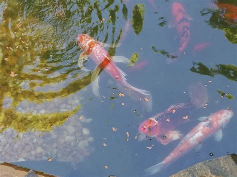 Koi Pond Care Expert Tips For Creating A Healthy Habitat