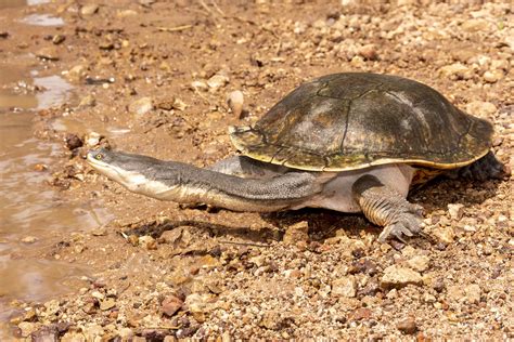 Broad Shelled Turtle Chelodina Expansa Large Female Flickr