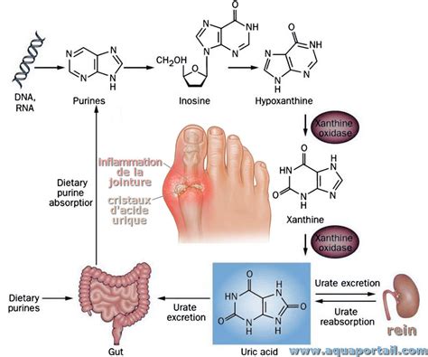 Acide Urique D Finition Et Explications