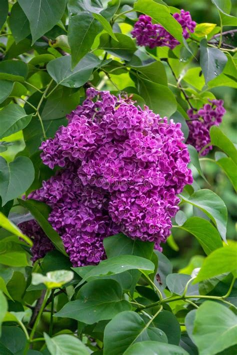 A Branch of Dark Purple Lilac with Large Flowers Stock Photo - Image of ...