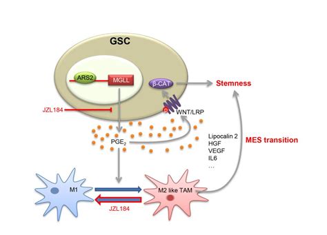 ARS2 MAGL Signaling In Glioblastoma Stem Cells Promotes Self Renewal