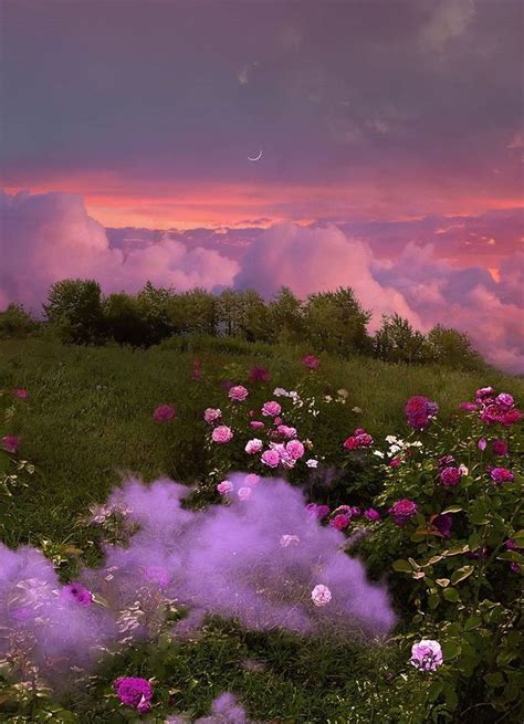 Pink And Purple Flowers Are In The Foreground As Clouds Hover Over Them