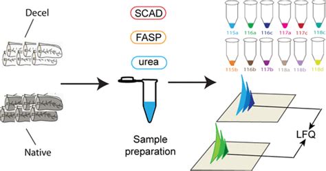 In Depth Quantification Of Extracellular Matrix Proteins From Human