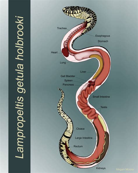 Anatomy of a Snake by MeganMosier on DeviantArt