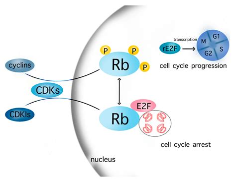 Biomedicines | Free Full-Text | Mechanisms of Cell Cycle Arrest and Apoptosis in Glioblastoma