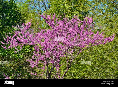 American Redbud Trees Hi Res Stock Photography And Images Alamy