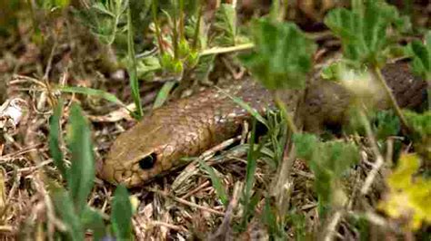 Qui Est La Vip Re Des Pyramides Le Serpent Le Plus Mortel Du Monde