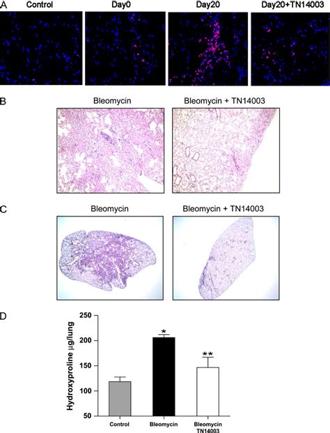 Figure From Role Of The Sdf Cxcr Axis In The Pathogenesis Of Lung