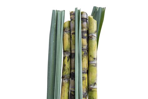 sugarcane plant pngs