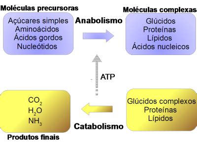 Catabolismo e Anabolismo Qual a Diferença