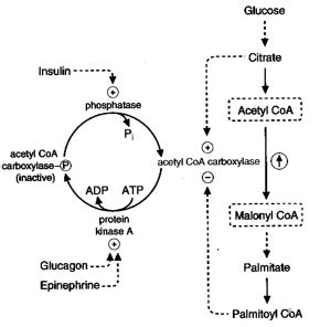 And Malonyl Acetyl Coa Co Aa