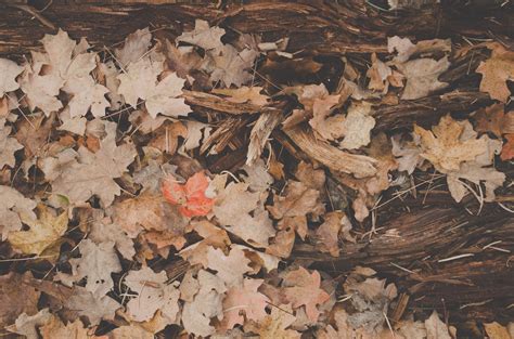 Kostenlose Foto Baum Holz Textur Blatt Fallen Bildung Laub