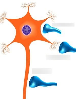 Types Of Synapses Diagram Quizlet