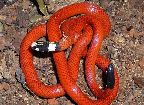 Sonhar Com Cobra Laranja E Preta - Cobra laranja e Preta: 4 Espécies com essas Características