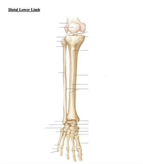 Distal Lower Limb Anterior View Lower Leg Diagram Quizlet