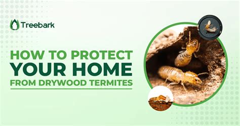 How To Protect Your Home From Drywood Termites Treebark Termite And