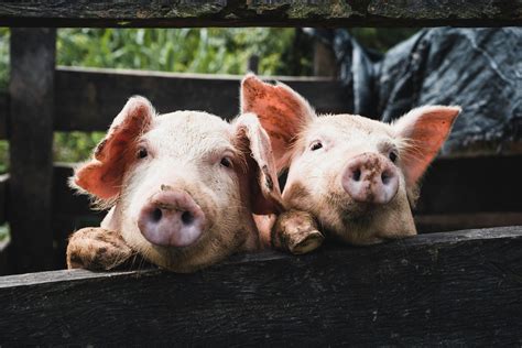 Sanidad De Pollos De Engorde Todo Lo Que Necesitas Saber Soluciones