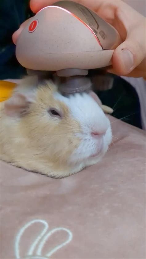 This Is Just Awesome Follow Us Guineapigsuniversee Follow Us