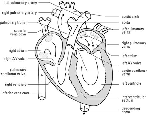 ANATOMY!!!! : ): How The Heart Pumps Blood