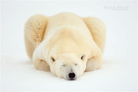 Where Do Polar Bears Sleep