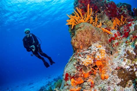 Cozumel Diving Guide | Where To Dive In Cozumel In 2025