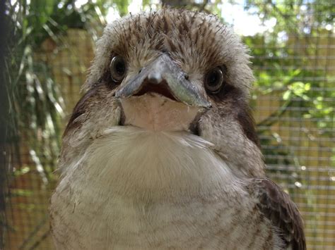 Kookaburra - Laughing Kookaburra Info - Photo 3