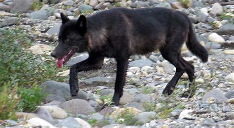 Wolf of the Yukon Photograph by Harriet Peck Taylor - Pixels