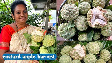 Custard Apple Harvest సీతాఫలం హార్వెస్ట్ Gardeningfruit