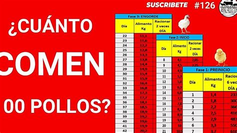 Tabla de peso de pollos de engorde qué debes saber Todo Engorda