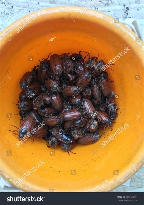 May Beetles Insects Pests Collected Bucket Stock Photo 1414969931 ...