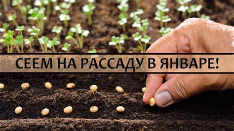 Что сажать на рассаду в январе? - YouTube