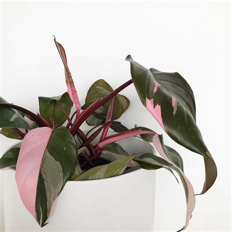 Pink Pothos For Sale Pothos Plant