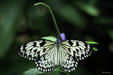 Paper Kite Butterfly 7 Cecil B Day Butterfly Center Callaway Gardens ...