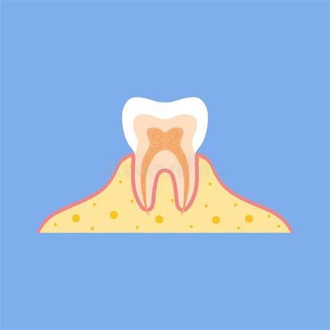 Tooth Medical Anatomy Flat Design Vector Illustration Internal