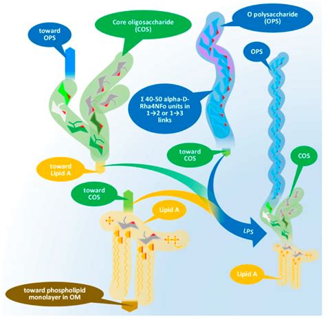 Physical assembly of LPS of Gram-negative bacteria demonstrated by the ...