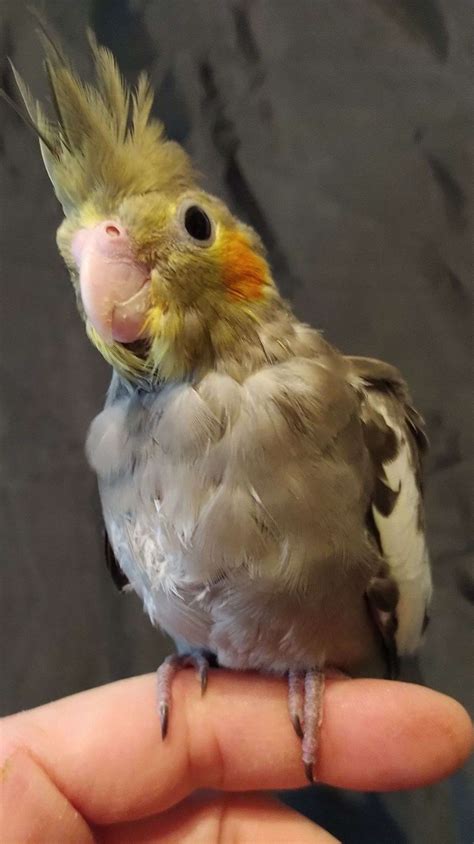Cockatiel