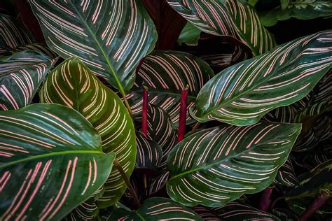 How To Grow And Care For Pinstripe Calathea Plants