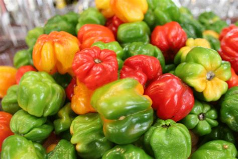 Cooking With Scotch Bonnets The Chilli Workshop