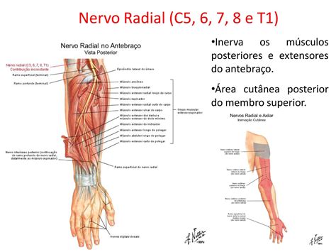 Nervo Radial Mediano E Ulnar Anatomia I