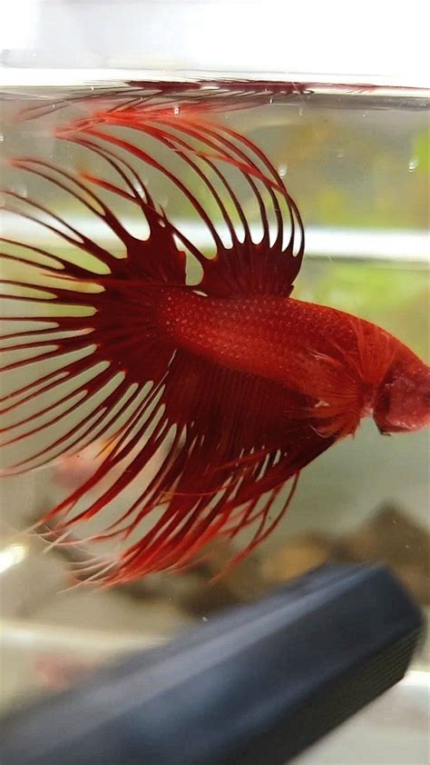 CROWNTAIL SUPER RED BETTA FISH – Rare Betta Fish Store