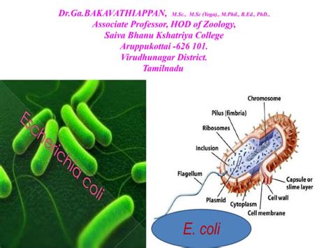 Li Structure Ppt