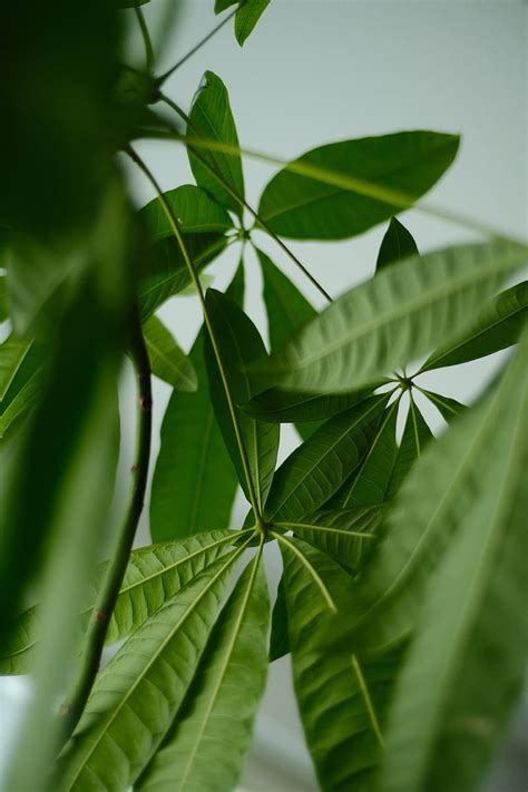 Leaves Veins Green Plant Macro Hd Phone Wallpaper Peakpx