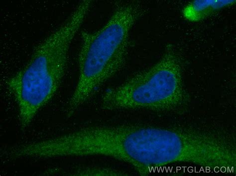 Mek12 Antibody Cl488 11049 Proteintech