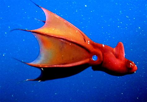 Vampire Squid: Photos And Details • Lazer Horse