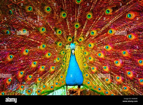 Peacock Painting Hi Res Stock Photography And Images Alamy