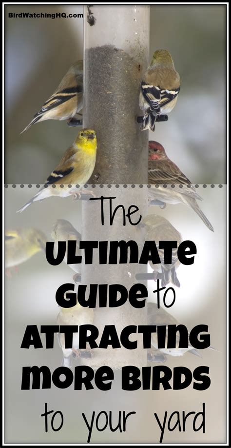 Attract Birds With These Simple Strategies How To Attract