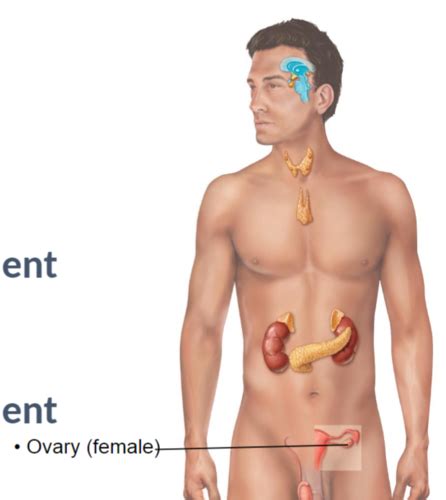 Anatomy And Physiology Lab Midterm Spring 2024 Flashcards Quizlet